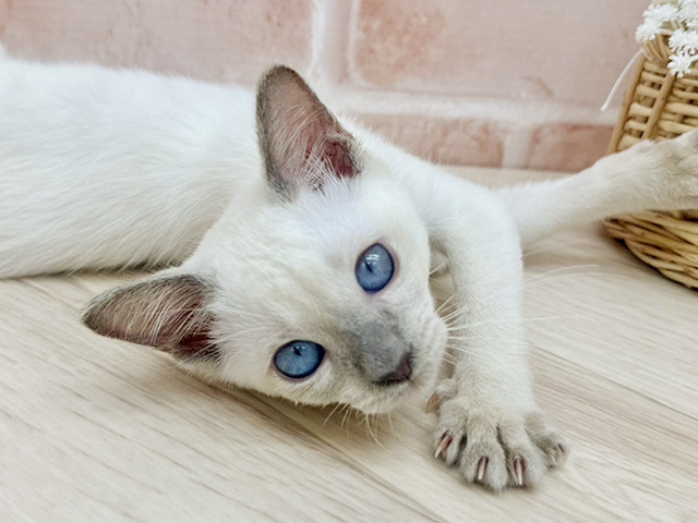 東京都のトンキニーズ (ペッツファーストfor cats武蔵小山店/2025年6月28日生まれ/男の子/プラチナポイント)の子猫の3枚目の画像