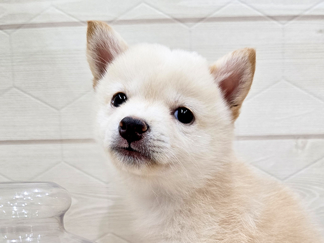 東京都の豆柴 (ペッツファースト吉祥寺サンロード店/2025年7月1日生まれ/女の子/白)の子犬の3枚目の画像
