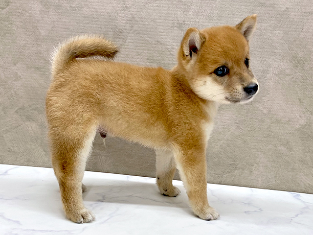東京都の豆柴 (ペッツファースト八王子多摩美大前店/2025年7月1日生まれ/男の子/赤)の子犬の2枚目の画像