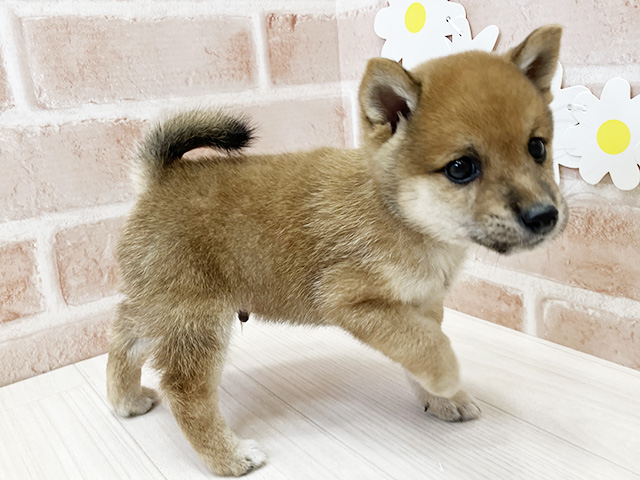 鹿児島県の豆柴 (ペッツファースト鹿児島店/2025年7月1日生まれ/男の子/赤)の子犬の2枚目の画像