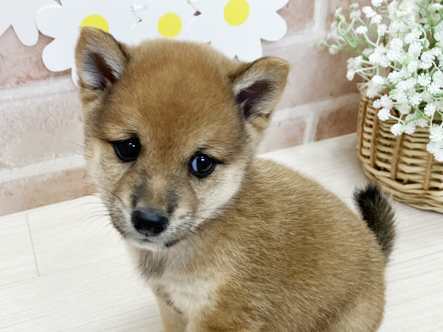 鹿児島県の豆柴 (ペッツファースト鹿児島店/2025年7月1日生まれ/男の子/赤)の子犬の3枚目の画像