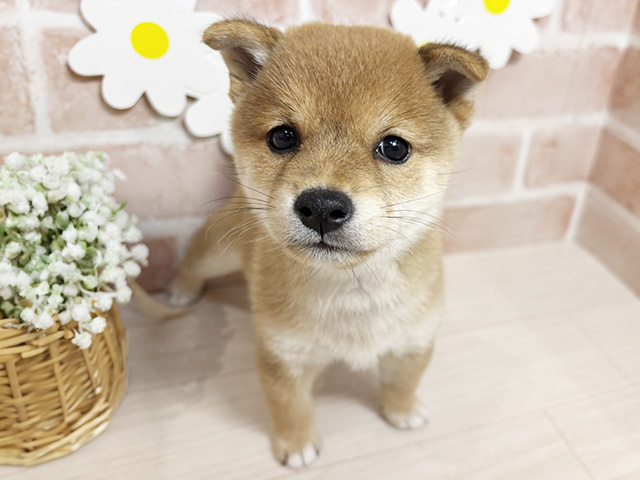 静岡県の豆柴 (ペッツファースト富士南店/2025年6月30日生まれ/女の子/赤)の子犬の1枚目の画像