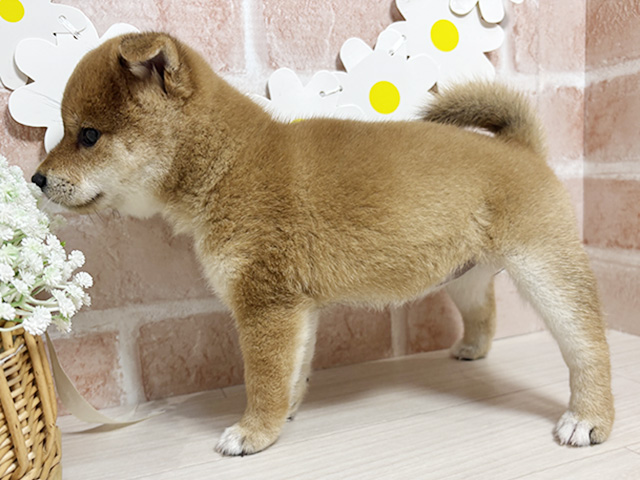 静岡県の豆柴 (ペッツファースト富士南店/2025年6月30日生まれ/女の子/赤)の子犬の2枚目の画像
