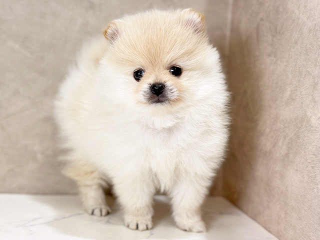 東京都のポメラニアン (ペッツファースト武蔵小山店/2025年7月1日生まれ/男の子/クリーム)の子犬の1枚目の画像