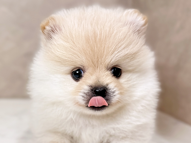 東京都のポメラニアン (ペッツファースト武蔵小山店/2025年7月1日生まれ/男の子/クリーム)の子犬の3枚目の画像
