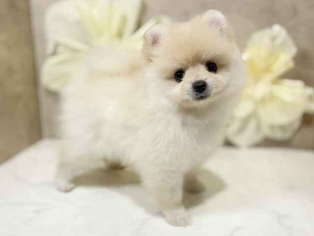 東京都のポメラニアン (ペッツファースト原宿店/2025年7月1日生まれ/女の子/クリーム)の子犬の2枚目の画像