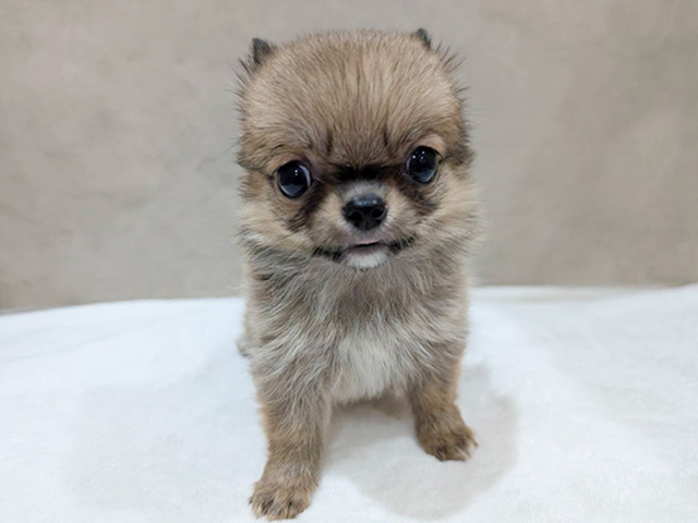 東京都のチワワ(ロング) (ペッツファースト中野店/2025年7月1日生まれ/男の子/レッド)の子犬の1枚目の画像