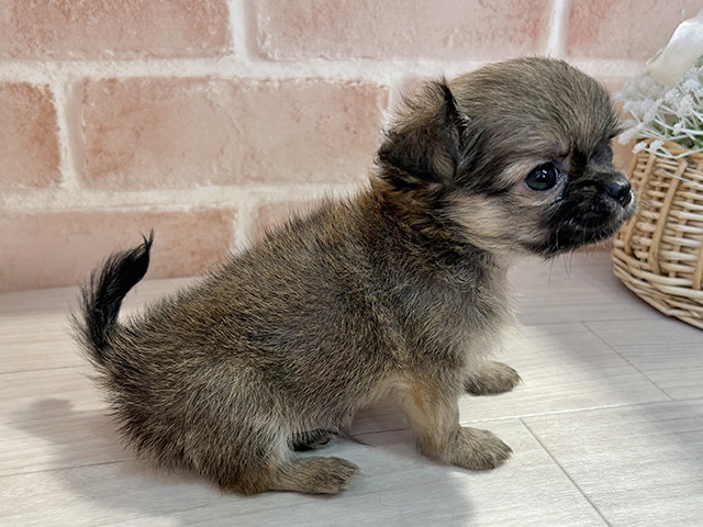 東京都のチワワ(ロング) (ペッツファースト町田店/2025年7月1日生まれ/男の子/レッド)の子犬の2枚目の画像