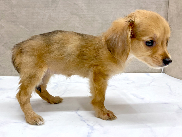 神奈川県のチワックス(チワワ×ダックス) (ペッツファースト大和店/2025年7月2日生まれ/女の子/シェーデットイエロー)の子犬の2枚目の画像