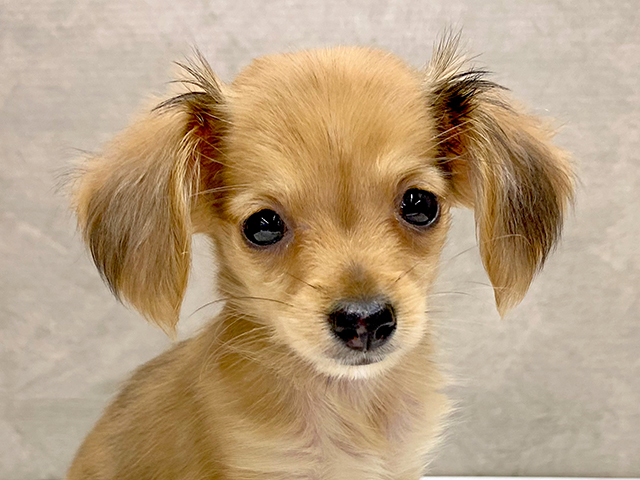 神奈川県のチワックス(チワワ×ダックス) (ペッツファースト大和店/2025年7月2日生まれ/女の子/シェーデットイエロー)の子犬の3枚目の画像