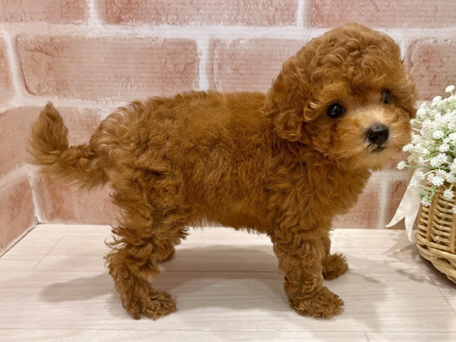 東京都のトイプードル(トイ) (ペッツファースト広尾店/2025年6月30日生まれ/女の子/レッド)の子犬の2枚目の画像