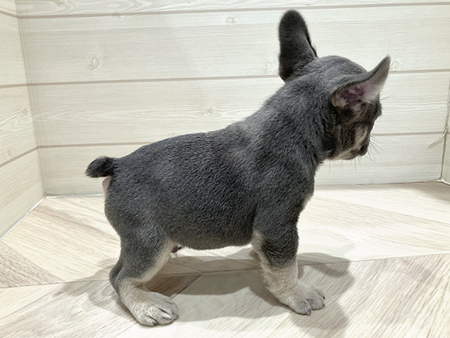 東京都のフレンチブルドッグ (ペッツファースト豊洲店/2025年7月1日生まれ/男の子/ブルータン)の子犬の2枚目の画像