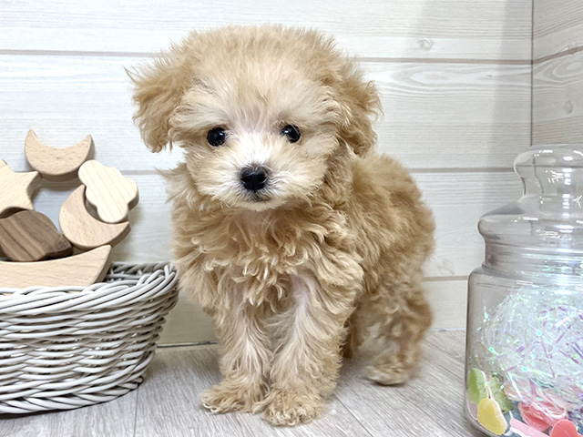 愛知県のティーカッププードル (ペッツファースト大高店/2025年6月28日生まれ/男の子/アプリコット)の子犬の1枚目の画像