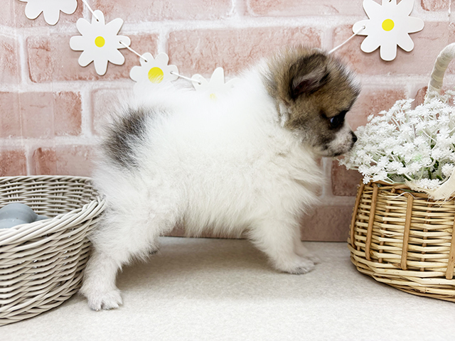 東京都のハーフ犬・ミックス犬 (ペッツファーストお台場店/2025年7月1日生まれ/男の子/パーティーカラー)の子犬の2枚目の画像