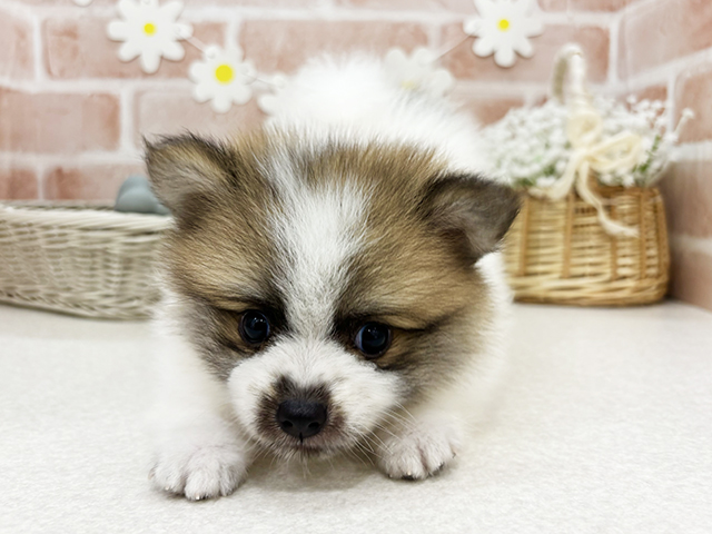 東京都のハーフ犬・ミックス犬 (ペッツファーストお台場店/2025年7月1日生まれ/男の子/パーティーカラー)の子犬の3枚目の画像