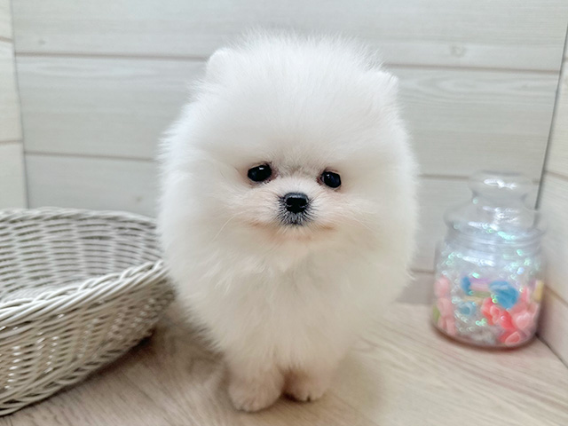 東京都のポメラニアン (ペッツファースト渋谷店/2025年7月1日生まれ/男の子/クリーム)の子犬の1枚目の画像