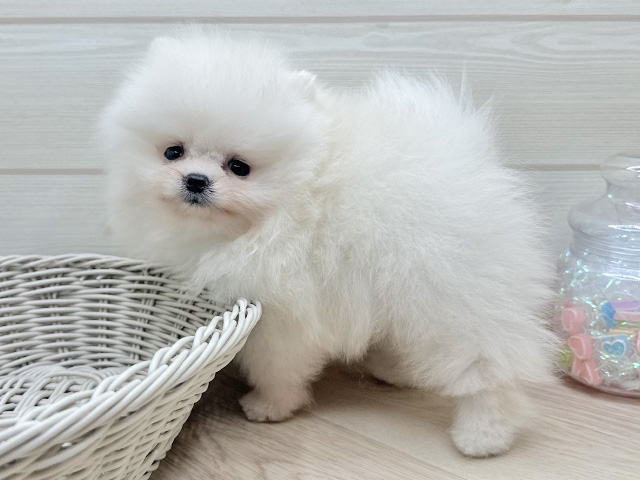東京都のポメラニアン (ペッツファースト渋谷店/2025年7月1日生まれ/男の子/クリーム)の子犬の2枚目の画像
