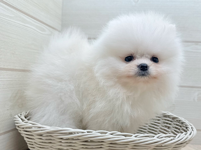 東京都のポメラニアン (ペッツファースト渋谷店/2025年7月1日生まれ/男の子/クリーム)の子犬の3枚目の画像
