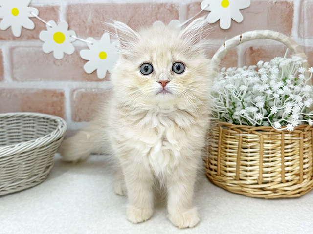東京都のサイベリアン (ペッツファーストお台場店/2025年7月3日生まれ/女の子/クリームタビー)の子猫の1枚目の画像