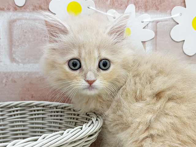東京都のサイベリアン (ペッツファーストお台場店/2025年7月3日生まれ/女の子/クリームタビー)の子猫の3枚目の画像