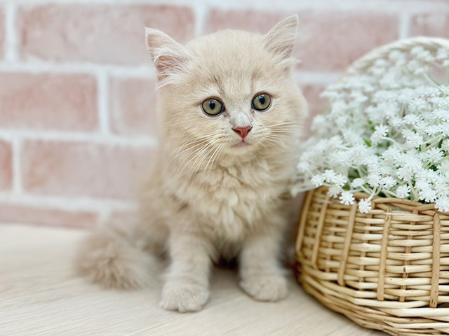 東京都のサイベリアン (ペッツファーストfor cats武蔵小山店/2025年6月26日生まれ/男の子/クリームタビー)の子猫