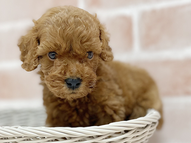 大阪府のタイニープードル (ペッツファースト高槻店/2025年7月3日生まれ/男の子/レッド)の子犬の3枚目の画像