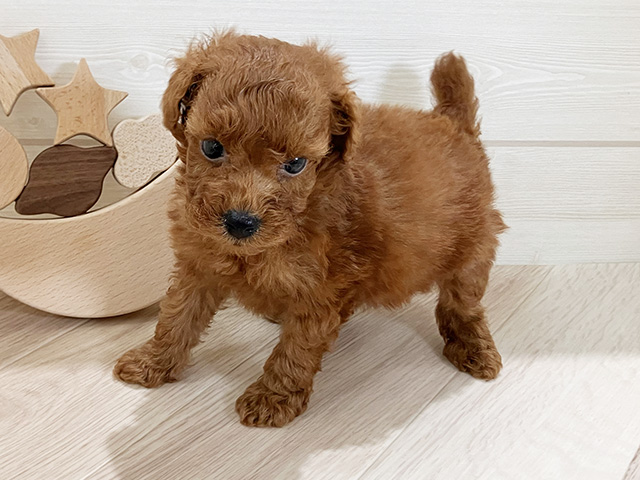 鳥取県のタイニープードル (ペッツファースト日吉津店/2025年7月3日生まれ/男の子/レッド)の子犬の2枚目の画像