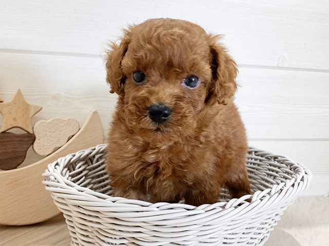 鳥取県のタイニープードル (ペッツファースト日吉津店/2025年7月3日生まれ/男の子/レッド)の子犬の3枚目の画像
