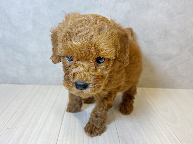 神奈川県のタイニープードル (ペッツファースト茅ヶ崎店/2025年7月3日生まれ/男の子/レッド)の子犬の1枚目の画像