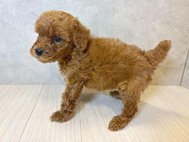 神奈川県のタイニープードル (ペッツファースト茅ヶ崎店/2025年7月3日生まれ/男の子/レッド)の子犬の2枚目の画像