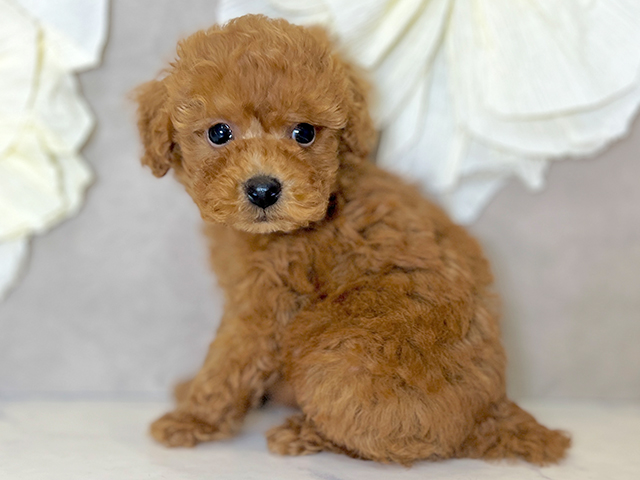 東京都のタイニープードル (ペッツファースト下北沢店/2025年7月3日生まれ/男の子/レッド)の子犬の2枚目の画像