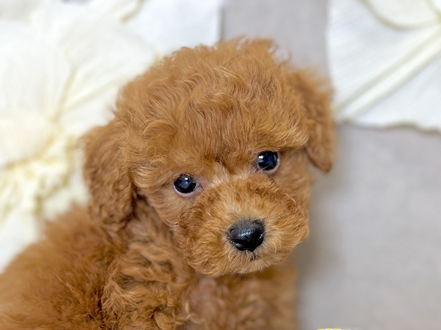 東京都のタイニープードル (ペッツファースト下北沢店/2025年7月3日生まれ/男の子/レッド)の子犬の3枚目の画像