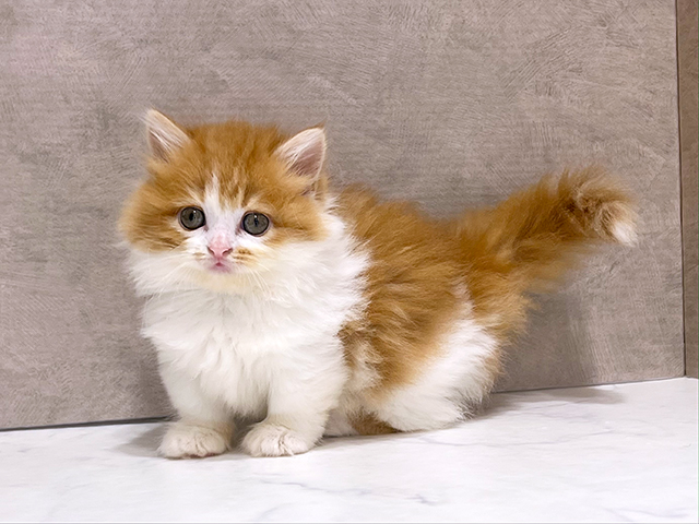 東京都のマンチカン (ペッツファースト新宿店/2025年7月2日生まれ/女の子/レッドタビーホワイト)の子猫の2枚目の画像