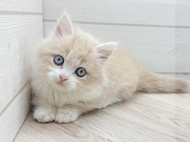 東京都のマンチカン (ペッツファースト渋谷店/2025年7月2日生まれ/男の子/クリームタビーホワイト)の子猫の2枚目の画像