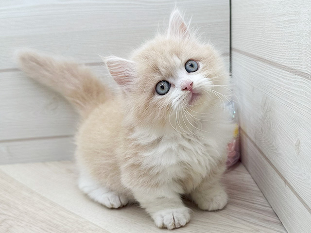 東京都のマンチカン (ペッツファースト渋谷店/2025年7月2日生まれ/男の子/クリームタビーホワイト)の子猫の3枚目の画像