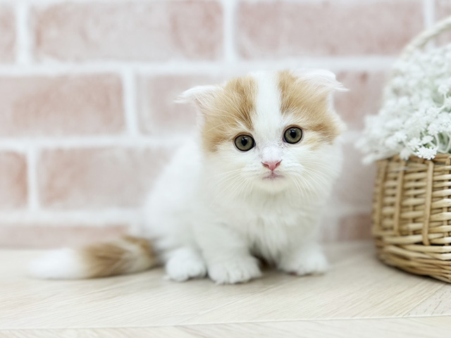 東京都のマンチカン (ペッツファーストfor cats武蔵小山店/2025年7月3日生まれ/男の子/レッドタビーホワイト)の子猫の1枚目の画像
