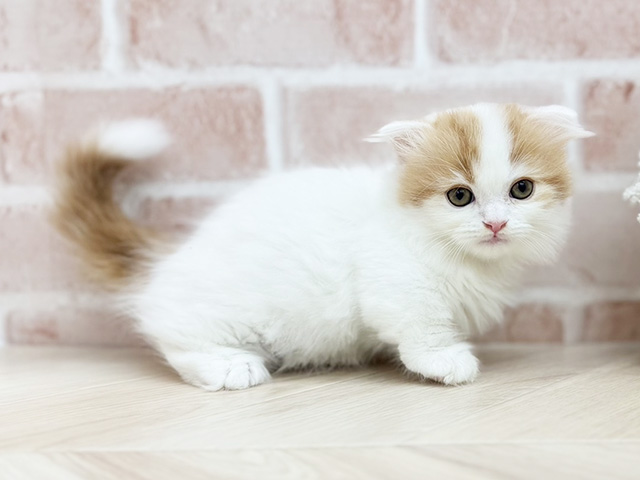 東京都のマンチカン (ペッツファーストfor cats武蔵小山店/2025年7月3日生まれ/男の子/レッドタビーホワイト)の子猫の2枚目の画像