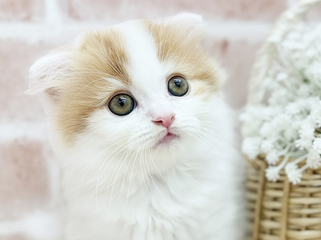 東京都のマンチカン (ペッツファーストfor cats武蔵小山店/2025年7月3日生まれ/男の子/レッドタビーホワイト)の子猫の3枚目の画像