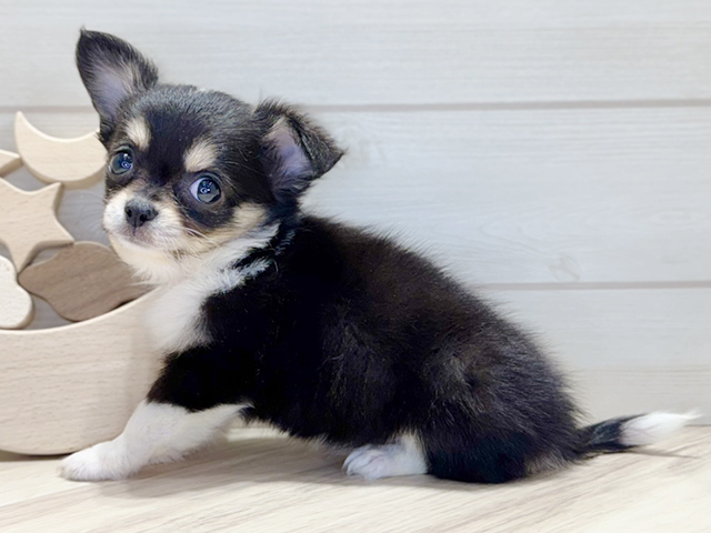 チワワページ チワペキ/ペキチー/ペキチワ(チワワ×ペキニーズ)の子犬を価格や