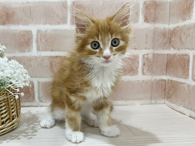 神奈川県のメインクーン (ペッツファーストfor cats横浜元町店/2025年7月3日生まれ/男の子/レッドタビーホワイト)の子猫の1枚目の画像