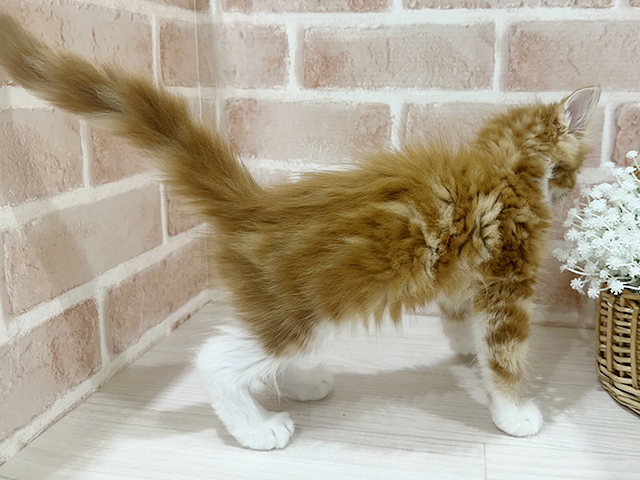 神奈川県のメインクーン (ペッツファーストfor cats横浜元町店/2025年7月3日生まれ/男の子/レッドタビーホワイト)の子猫の2枚目の画像