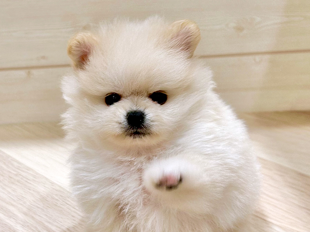 東京都のポメラニアン (ペッツファースト豊洲店/2025年7月2日生まれ/男の子/クリーム)の子犬の3枚目の画像