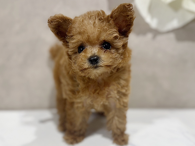 東京都のティーカッププードル (ペッツファースト原宿店/2025年7月3日生まれ/女の子/レッド)の子犬の1枚目の画像