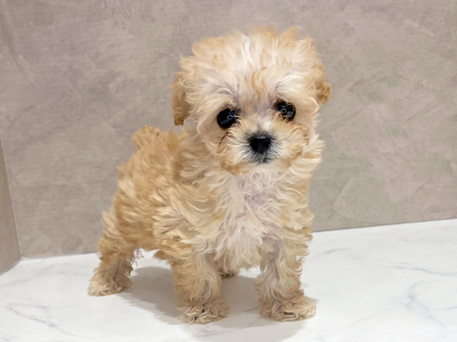東京都のティーカッププードル (ペッツファースト新宿店/2025年7月2日生まれ/女の子/クリーム)の子犬の1枚目の画像