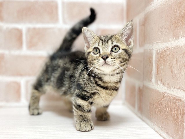 大阪府のマンチカン (ペッツファースト高槻店/2025年7月4日生まれ/女の子/ブラウンタビー)の子猫の1枚目の画像
