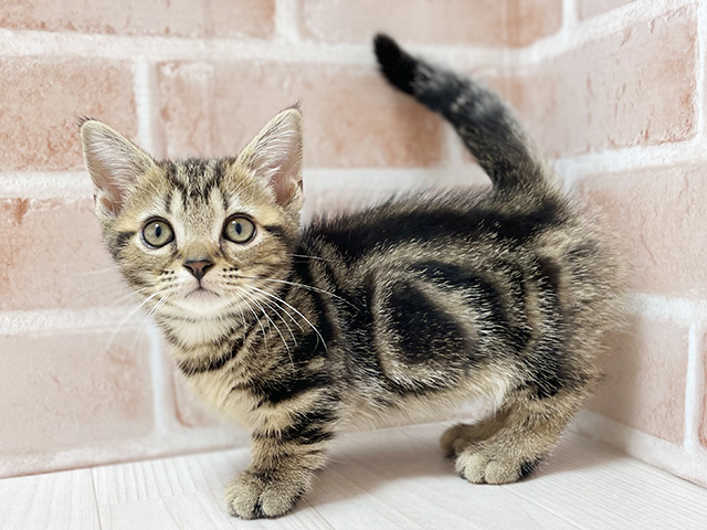 大阪府のマンチカン (ペッツファースト高槻店/2025年7月4日生まれ/女の子/ブラウンタビー)の子猫の2枚目の画像