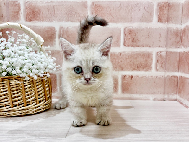 神奈川県のマンチカン (ペッツファーストfor cats横浜元町店/2025年7月3日生まれ/男の子/ブルーリンクスポイント)の子猫の1枚目の画像