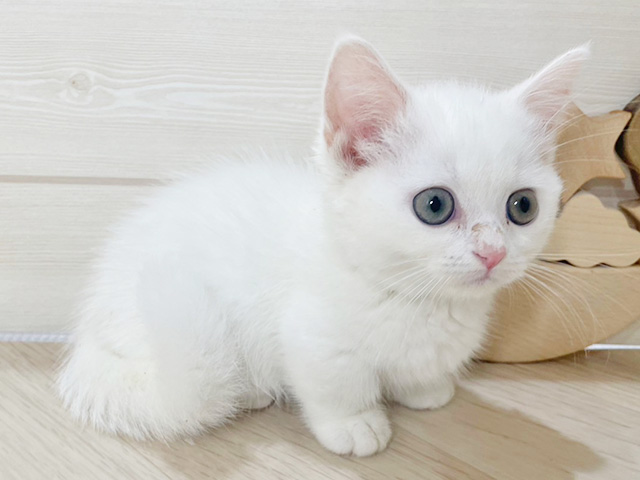 大阪府のマンチカン (ペッツファースト梅田店/2025年7月3日生まれ/女の子/クリームホワイト)の子猫の2枚目の画像