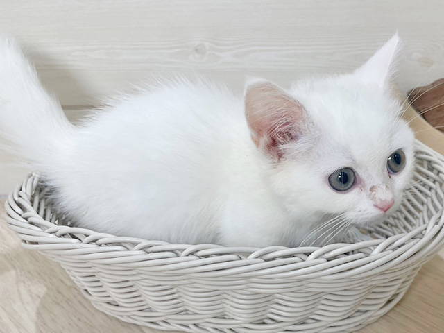 大阪府のマンチカン (ペッツファースト梅田店/2025年7月3日生まれ/女の子/クリームホワイト)の子猫の3枚目の画像