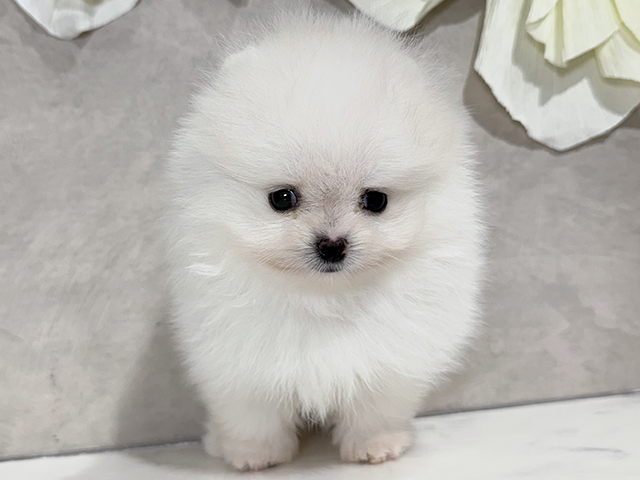 東京都のポメラニアン (ペッツファースト原宿店/2025年7月4日生まれ/男の子/ホワイト)の子犬の1枚目の画像